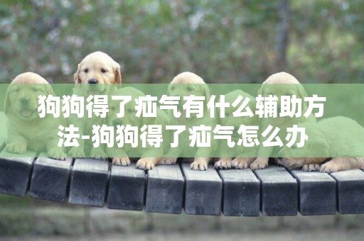 狗狗得了疝氣有什么輔助方法-狗狗得了疝氣怎么辦