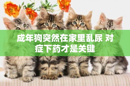 成年狗突然在家里亂尿 對癥下藥才是關鍵