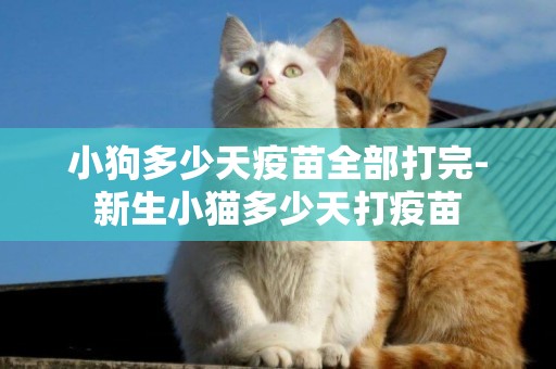 小狗多少天疫苗全部打完-新生小貓多少天打疫苗