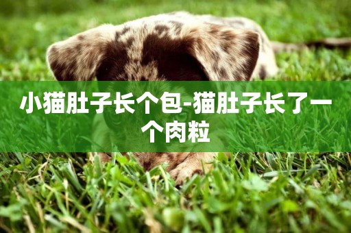 小貓肚子長個包-貓肚子長了一個肉粒