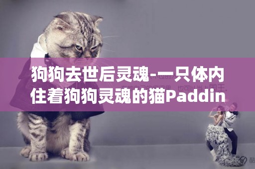 狗狗去世后靈魂-一只體內住著狗狗靈魂的貓Paddington