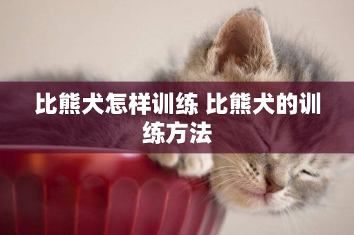 比熊犬怎樣訓練 比熊犬的訓練方法