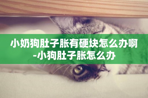 小奶狗肚子脹有硬塊怎么辦啊-小狗肚子脹怎么辦