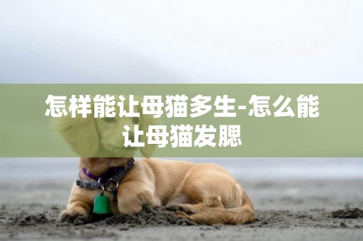 怎樣能讓母貓多生-怎么能讓母貓發腮