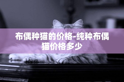 布偶種貓的價格-純種布偶貓價格多少