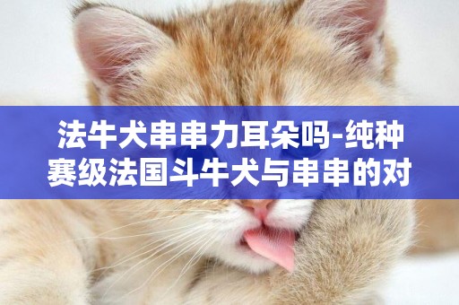 法牛犬串串力耳朵嗎-純種賽級法國斗牛犬與串串的對比