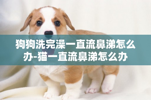 狗狗洗完澡一直流鼻涕怎么辦-貓一直流鼻涕怎么辦