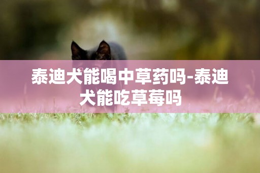泰迪犬能喝中草藥嗎-泰迪犬能吃草莓嗎