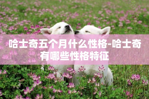 哈士奇五個月什么性格-哈士奇有哪些性格特征