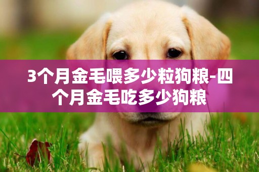 3個月金毛喂多少粒狗糧-四個月金毛吃多少狗糧