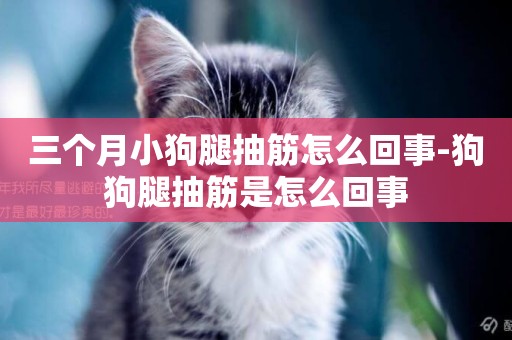 三個月小狗腿抽筋怎么回事-狗狗腿抽筋是怎么回事