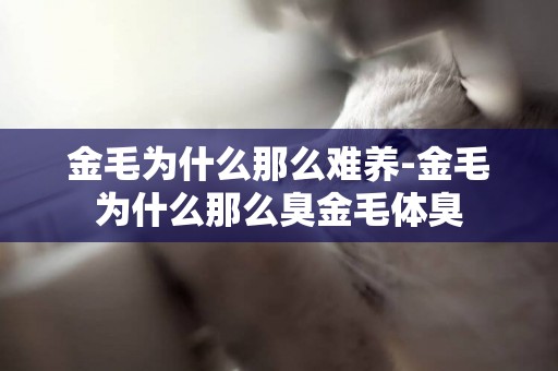 金毛為什么那么難養-金毛為什么那么臭金毛體臭