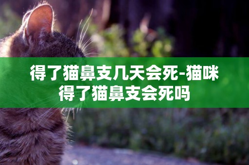 得了貓鼻支幾天會死-貓咪得了貓鼻支會死嗎