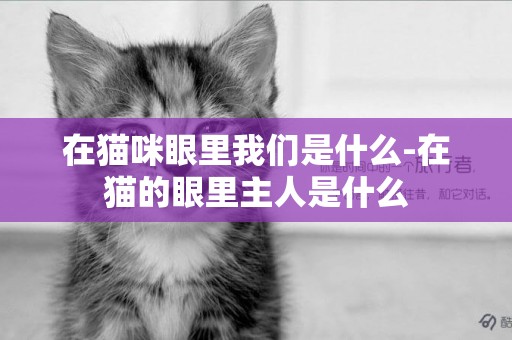 在貓咪眼里我們是什么-在貓的眼里主人是什么