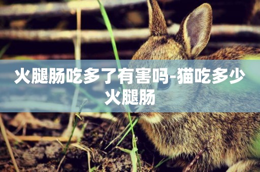 火腿腸吃多了有害嗎-貓吃多少火腿腸
