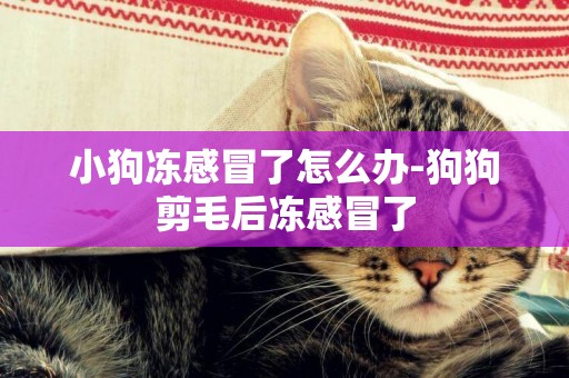小狗凍感冒了怎么辦-狗狗剪毛后凍感冒了