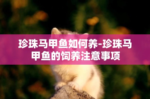 珍珠馬甲魚如何養-珍珠馬甲魚的飼養注意事項