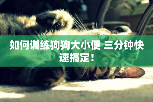 如何訓練狗狗大小便 三分鐘快速搞定！