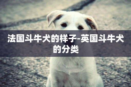 法國斗牛犬的樣子-英國斗牛犬的分類
