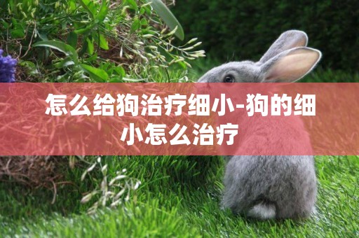 怎么給狗治療細小-狗的細小怎么治療