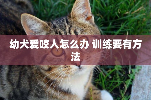 幼犬愛咬人怎么辦 訓練要有方法