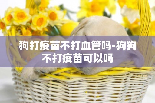 狗打疫苗不打血管嗎-狗狗不打疫苗可以嗎