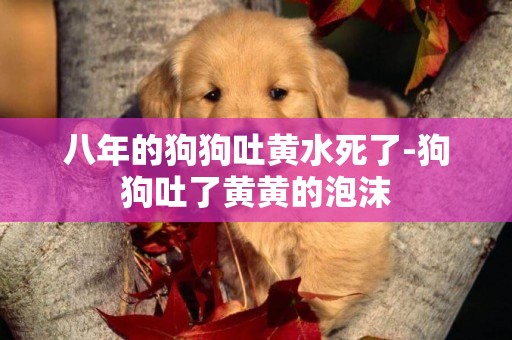 八年的狗狗吐黃水死了-狗狗吐了黃黃的泡沫