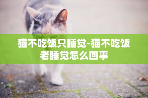 貓不吃飯只睡覺-貓不吃飯老睡覺怎么回事