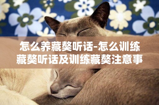 怎么養藏獒聽話-怎么訓練藏獒聽話及訓練藏獒注意事項