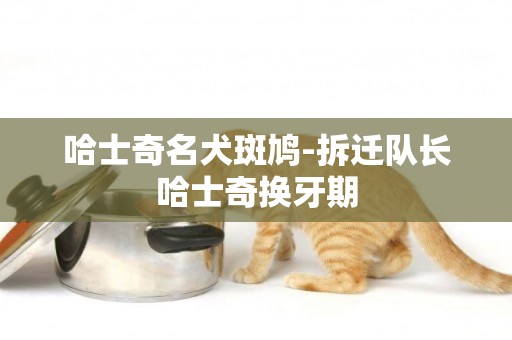 哈士奇名犬斑鳩-拆遷隊長哈士奇換牙期