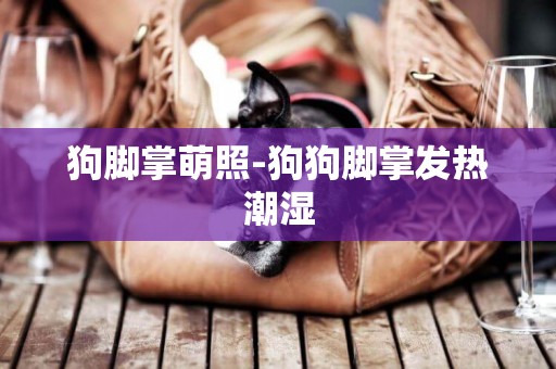 狗腳掌萌照-狗狗腳掌發熱潮濕