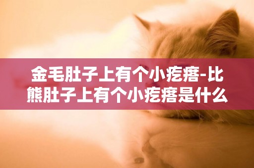 金毛肚子上有個小疙瘩-比熊肚子上有個小疙瘩是什么