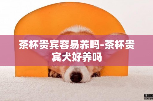 茶杯貴賓容易養嗎-茶杯貴賓犬好養嗎