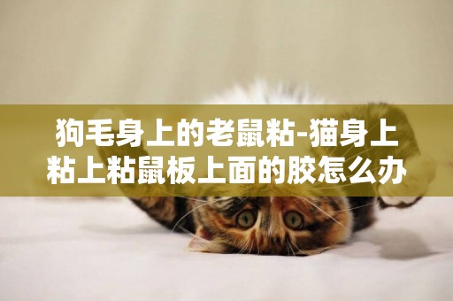 狗毛身上的老鼠粘-貓身上粘上粘鼠板上面的膠怎么辦