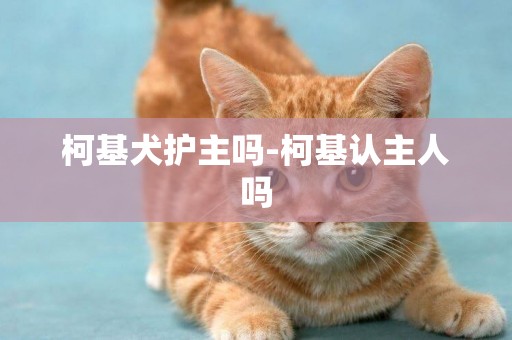 柯基犬護主嗎-柯基認主人嗎