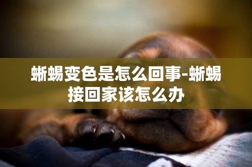 蜥蜴變色是怎么回事-蜥蜴接回家該怎么辦