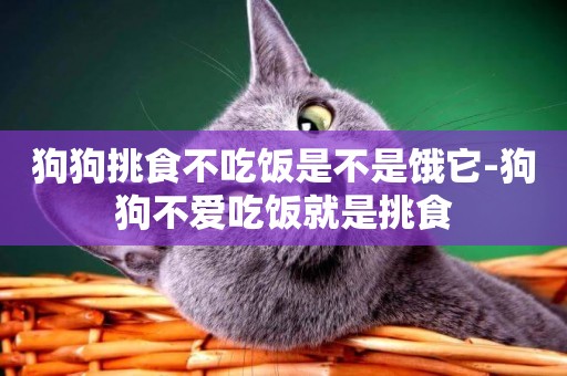 狗狗挑食不吃飯是不是餓它-狗狗不愛吃飯就是挑食