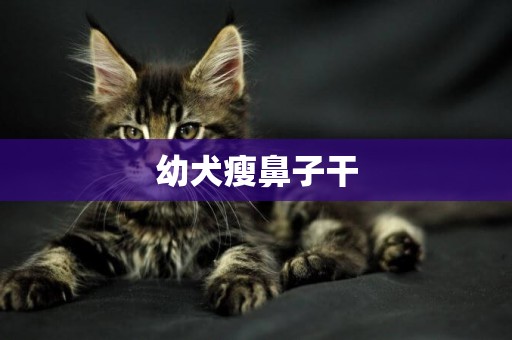 幼犬瘦鼻子干