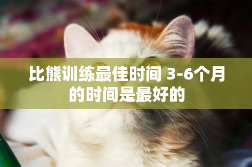比熊訓練最佳時間 3-6個月的時間是最好的