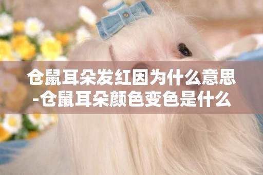倉鼠耳朵發紅因為什么意思-倉鼠耳朵顏色變色是什么原因