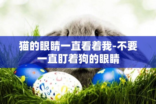 貓的眼睛一直看著我-不要一直盯著狗的眼睛