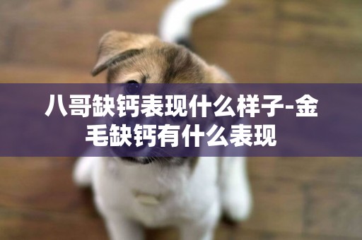 八哥缺鈣表現什么樣子-金毛缺鈣有什么表現