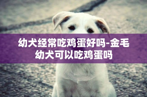 幼犬經常吃雞蛋好嗎-金毛幼犬可以吃雞蛋嗎