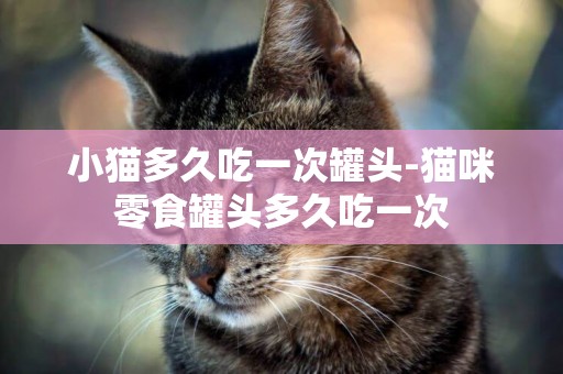 小貓多久吃一次罐頭-貓咪零食罐頭多久吃一次