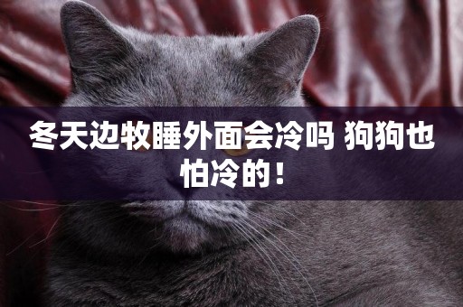 冬天邊牧睡外面會冷嗎 狗狗也怕冷的！