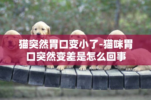 貓突然胃口變小了-貓咪胃口突然變差是怎么回事