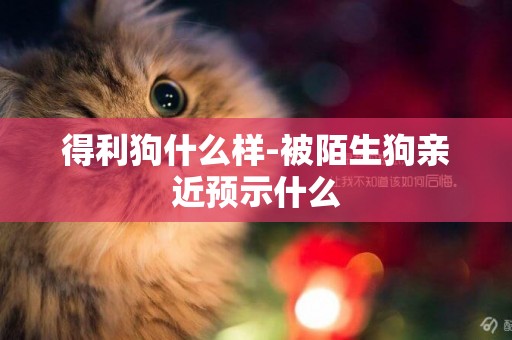 得利狗什么樣-被陌生狗親近預示什么