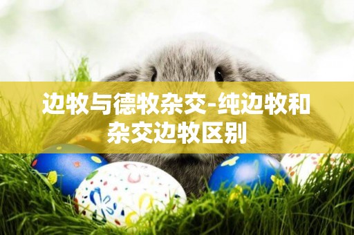 邊牧與德牧雜交-純邊牧和雜交邊牧區別