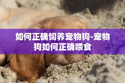 如何正確飼養寵物狗-寵物狗如何正確喂食