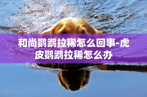 和尚鸚鵡拉稀怎么回事-虎皮鸚鵡拉稀怎么辦